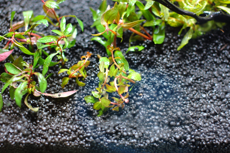 植栽直後 ルドウィジア　セネガレンシス